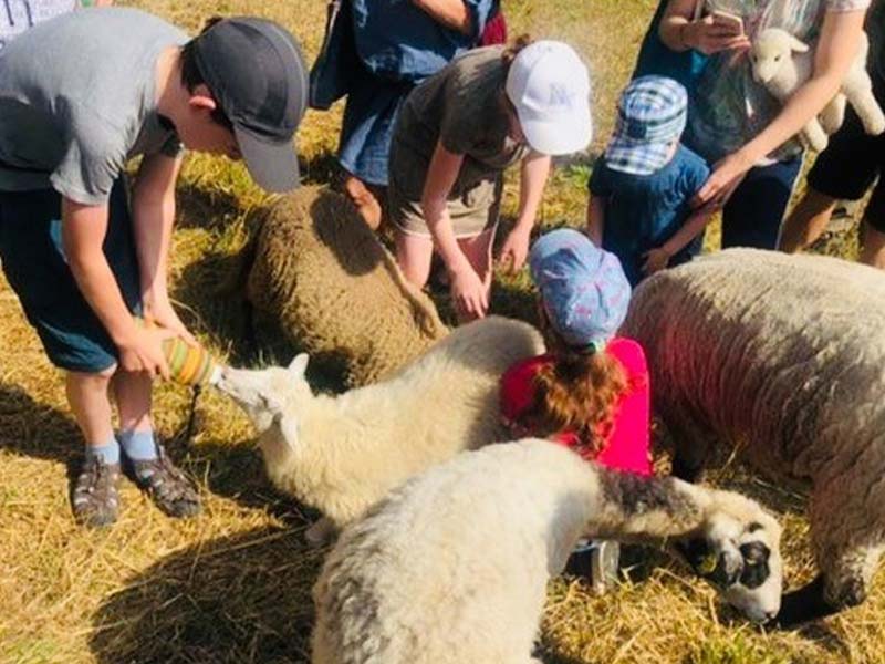 Schafzeit für Kinder
